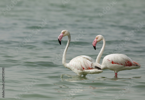 Greater Flamingos