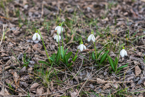 Snowdrops in the woods in the spring. Ukraine. 