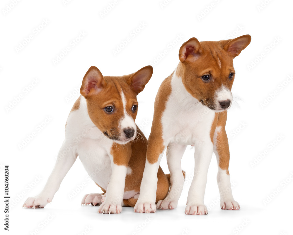 Basenji puppies Basenji puppies