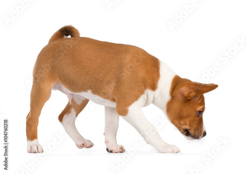 Basenji puppy sniffing