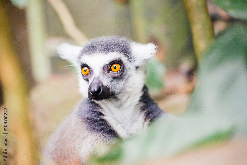 Obraz premium Ring-tailed lemur (Lemur catta)