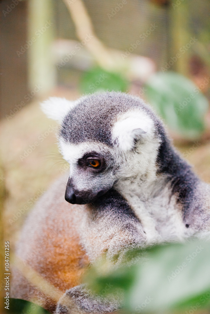 Fototapeta premium Ring-tailed lemur (Lemur catta)
