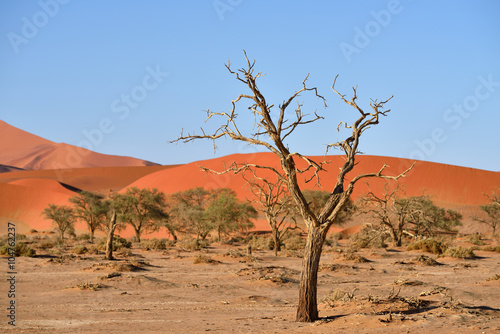 Namib-Naukluft National Park, Namibia, Africa