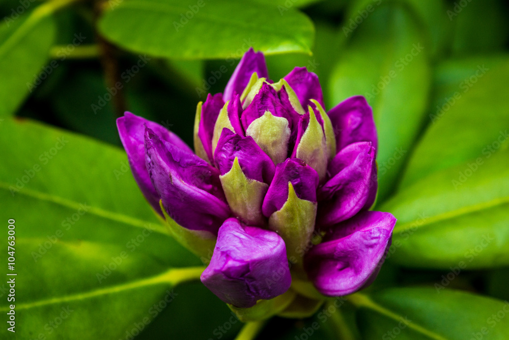 Rhododendron Knospe - Secret Garden Rhododendron Knospe - Secret Garden