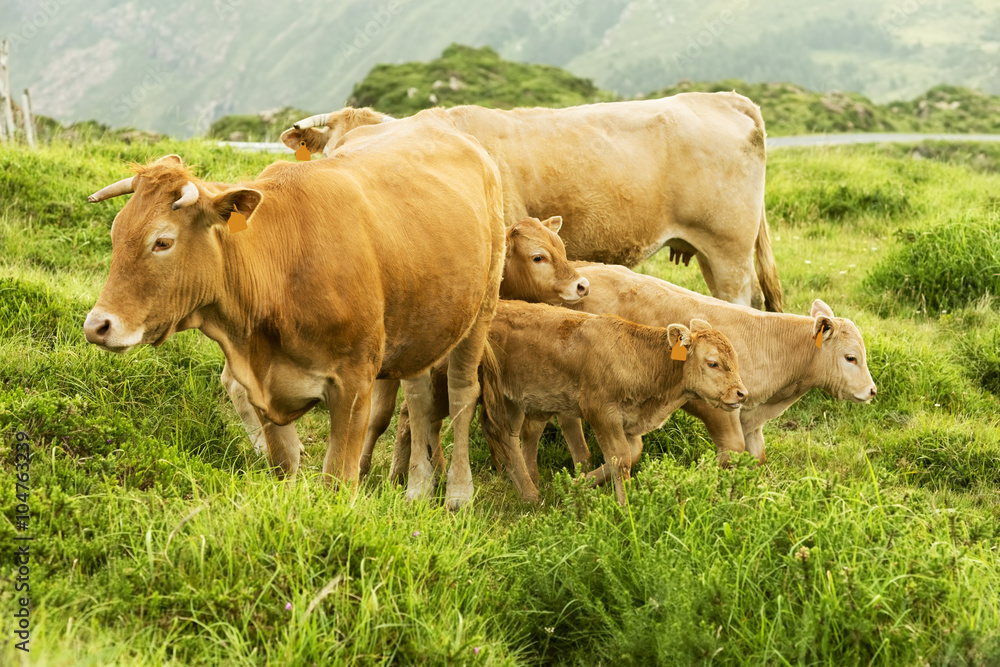 cows and calves grazing in the green mountains of Cape Ortegal, Galicia, Spain cows and calves grazing in the green mountains of Cape Ortegal, Galicia, Spain
