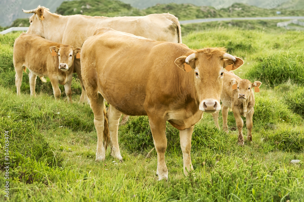 cows and calves grazing in the green mountains of Cape Ortegal, Galicia, Spain