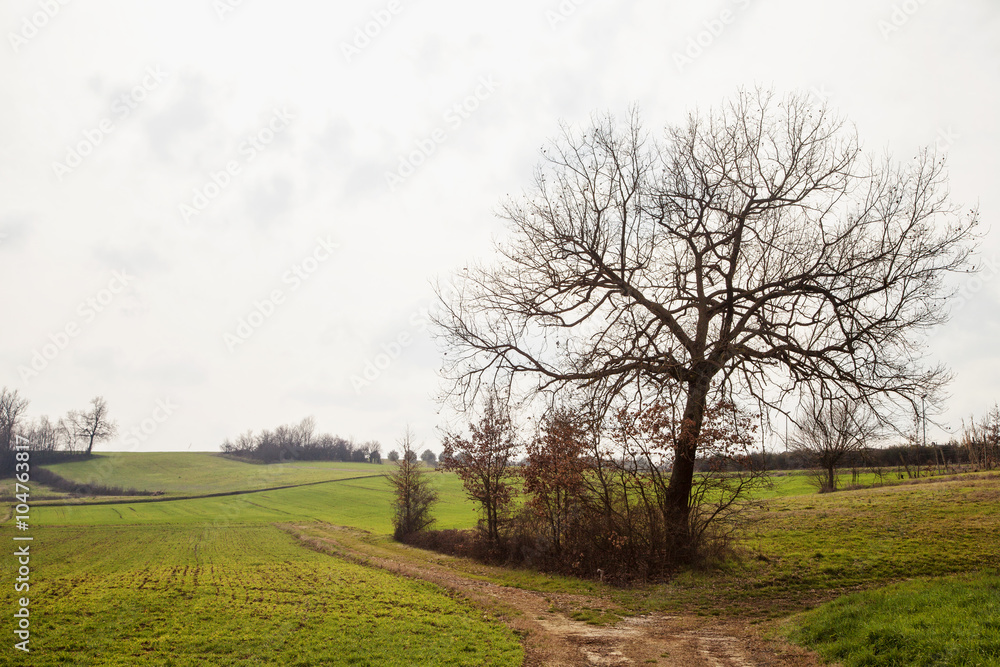 Landscape with tree