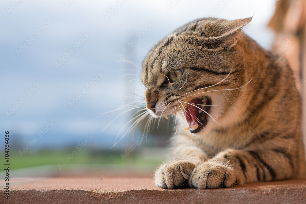 Fototapeta premium Gatto aggressivo