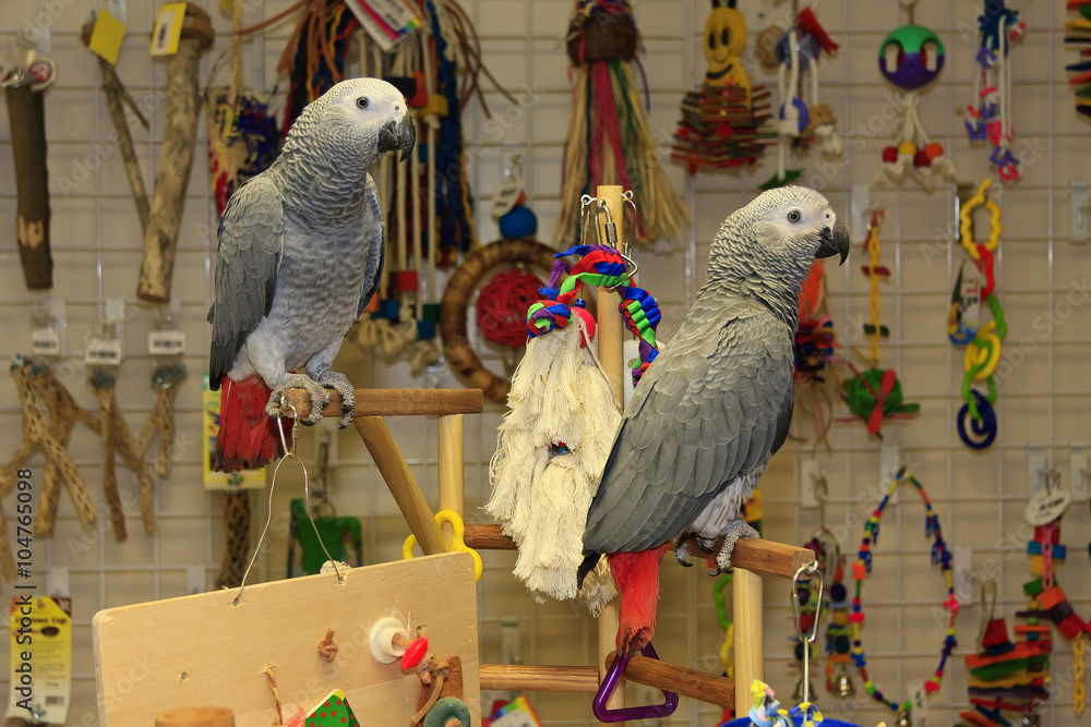 Naklejka premium African Grey Parrots, Young Ones, Playing on a Playstand