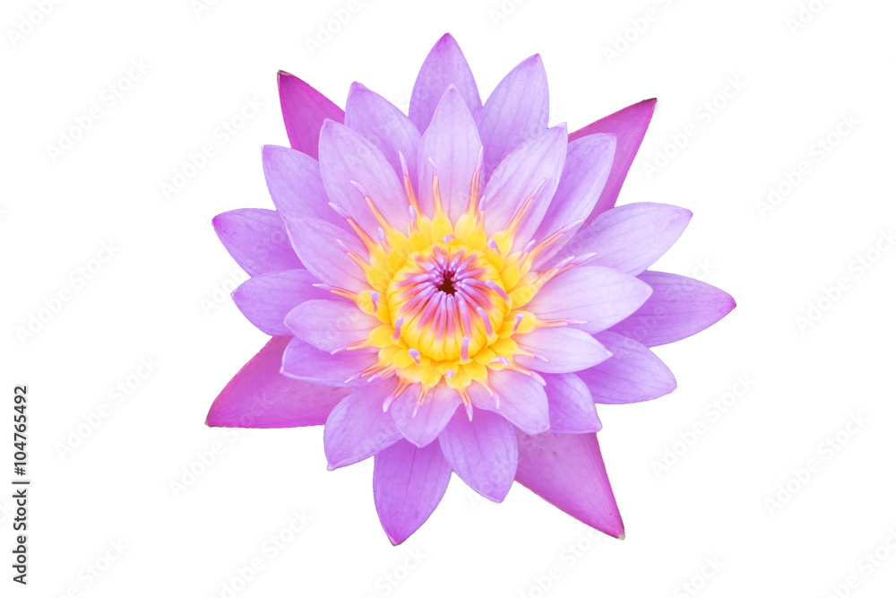 Colorful pink water lilly on white background