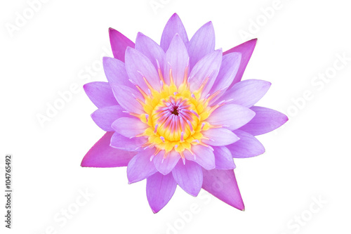 Colorful pink water lilly on white background