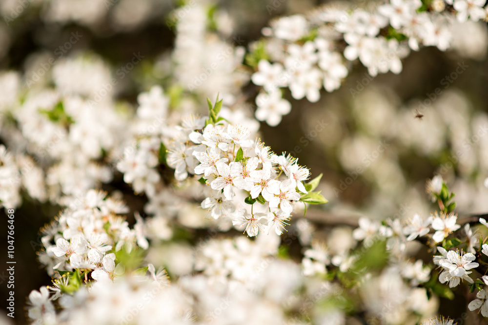 Fototapeta premium Spring blossom trees