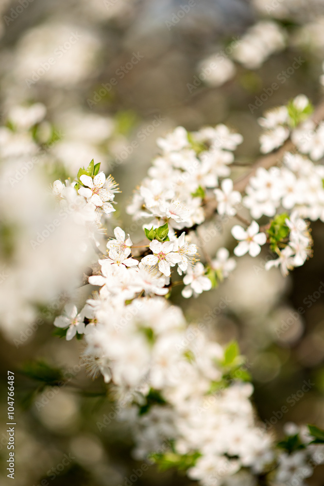 Spring blossom trees Spring blossom trees