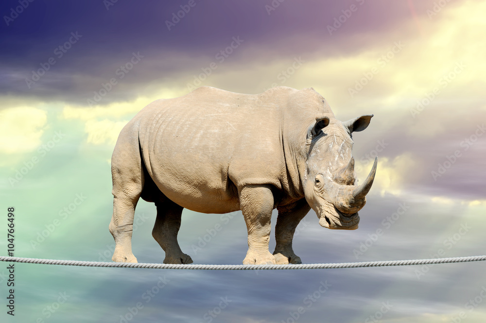 Fototapeta premium Rhino walking on a rope