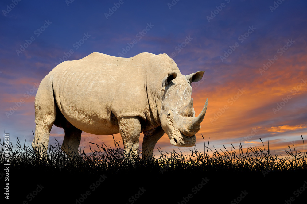 Fototapeta premium Rhino on the background of sunset sky