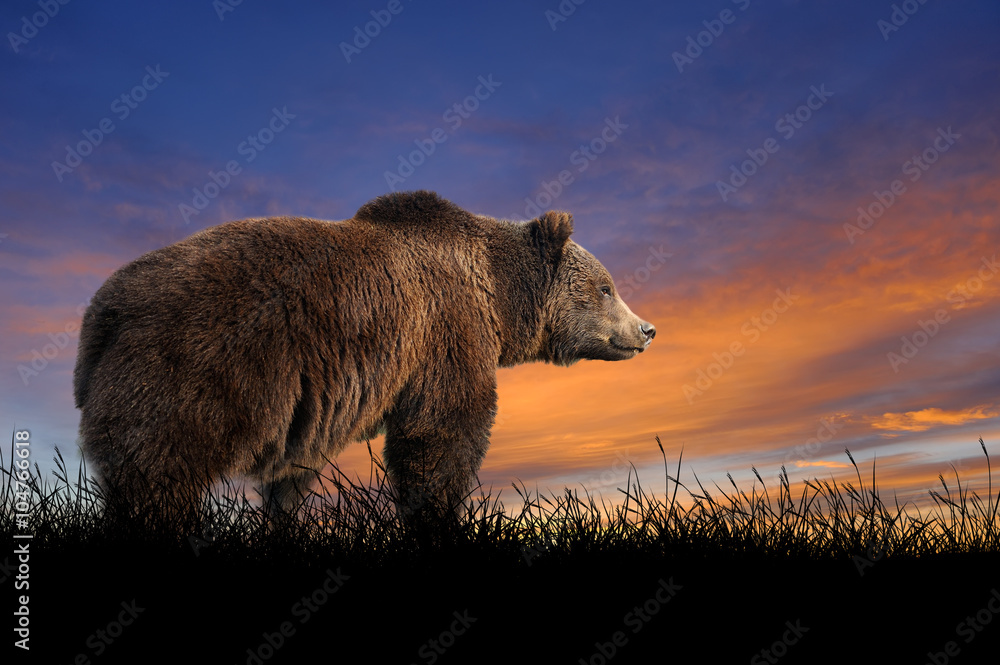Fototapeta premium Niedźwiedź na tle zachodzącego słońca nieba