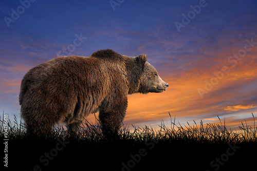 Bear on the background of sunset sky