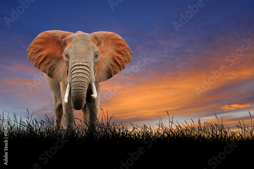 Elephant on the background of sunset sky
