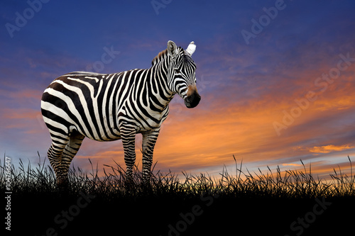 Zebra on the background of sunset sky