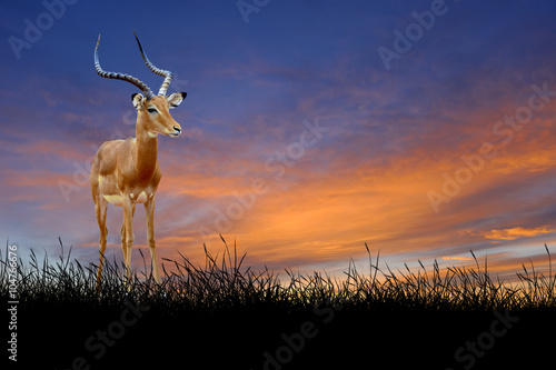 Impala on the background of sunset sky