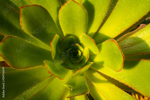 Plante Grasse 3