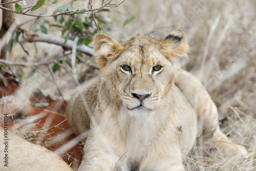 Close lion in National park of Kenya