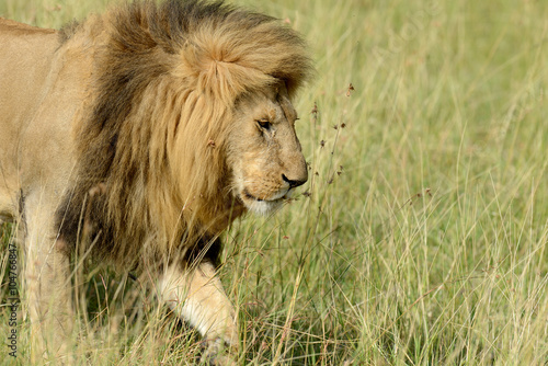 Close lion in National park of Kenya