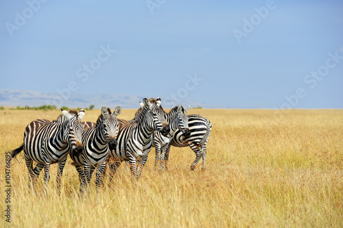 Zebra on grassland in Africa