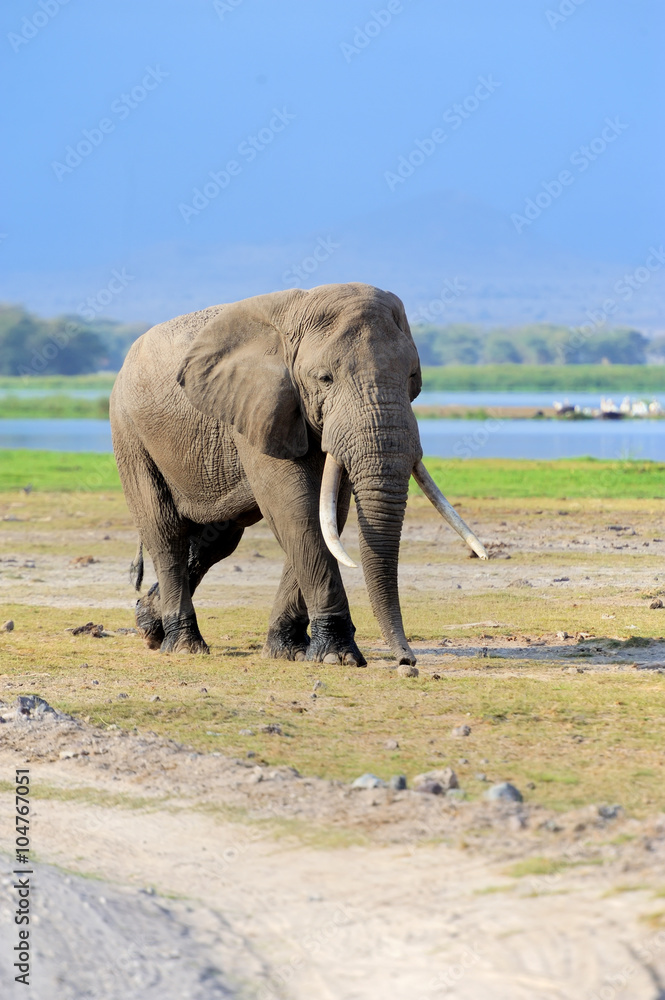 Obraz premium Elephant in National park of Kenya