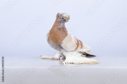 Tasman purebred Uzbek forelocks' pigeon. photo