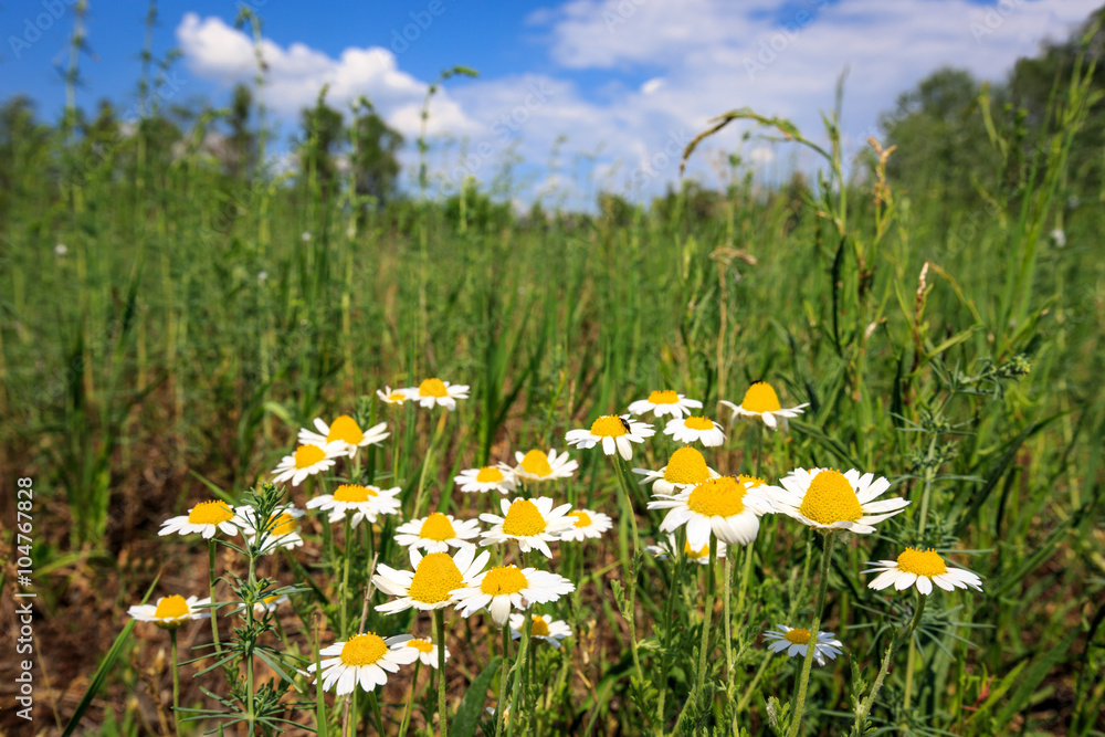 summer flowers on meadow