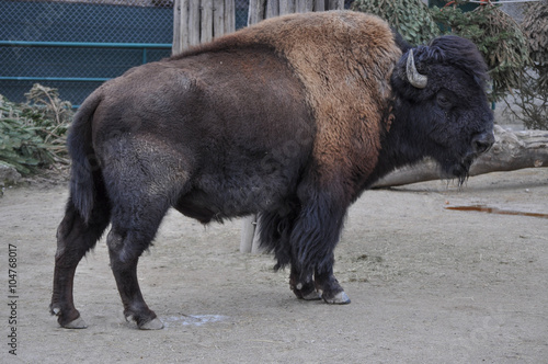 American Bison mammal animal