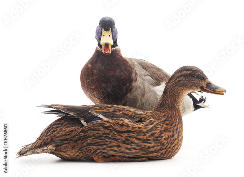 Wild ducks.