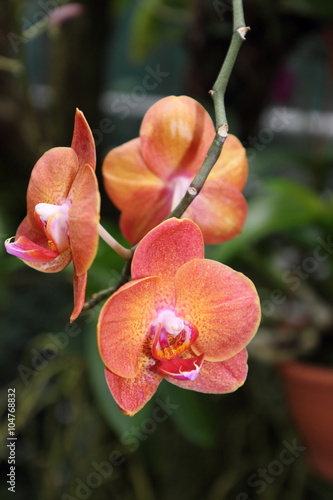 Fototapeta Naklejka Na Ścianę i Meble -  Orchideen - Blume