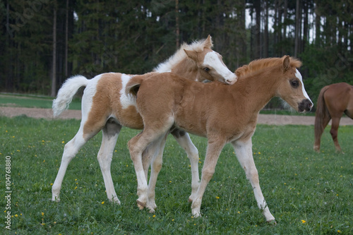 Two lovely foals playing on pasture