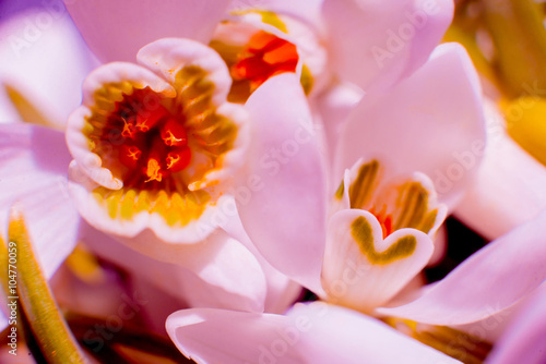 Beautiful snowdrop flower. Macro.