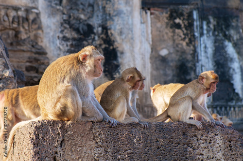 Monkey / Portrait of monkeys, Lopburi, Thailand. © wimage72