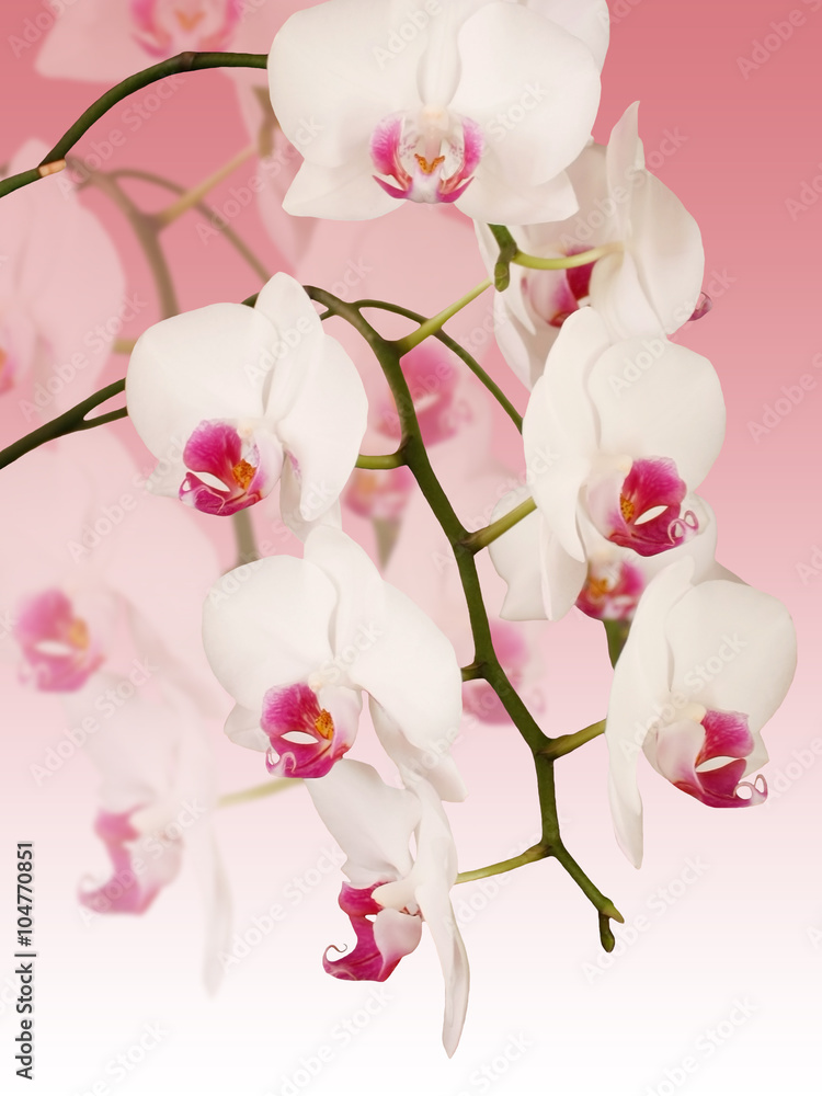 Fototapeta premium White orchid. Isolated 