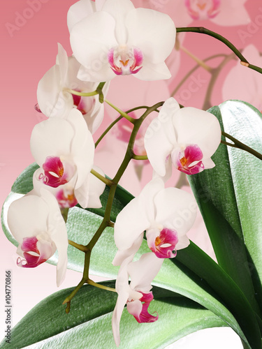 Fototapeta Naklejka Na Ścianę i Meble -  White orchid. Isolated 