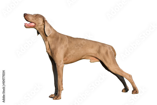 Posing Weimaraner dog isolated on white background