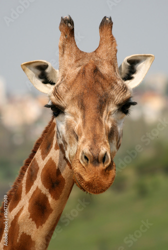 Photography Portrait of giraffe in a Zoo