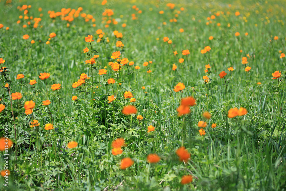 Bright orange flowers on a meadow in a summer time
