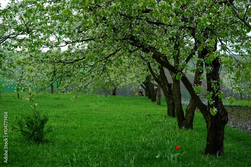 Ogród z kwitnącymi jabłoniami
