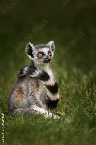 Lemur © anneliese2013