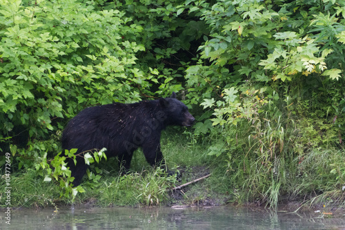 Black bear