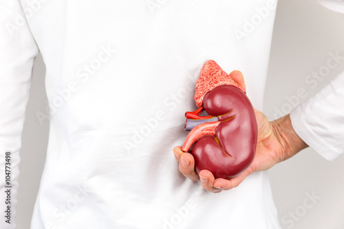 Hand holding model of human kidney organ at body photo