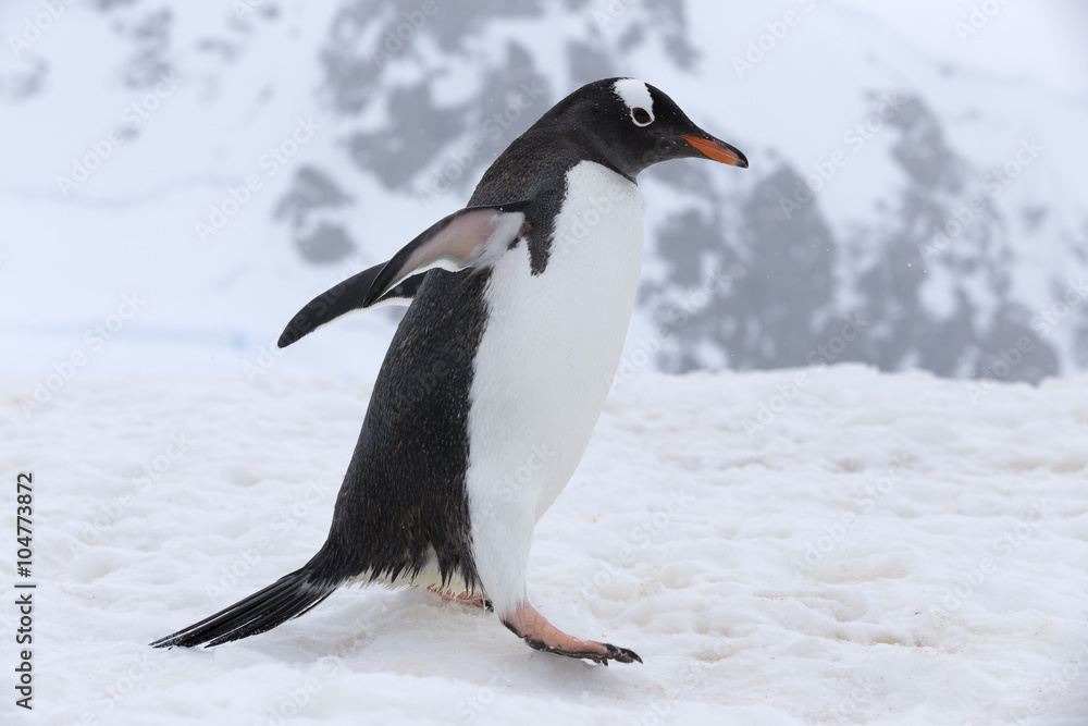 Naklejka premium Gentoo Penguin at Paradise Harbour, Antarctica.