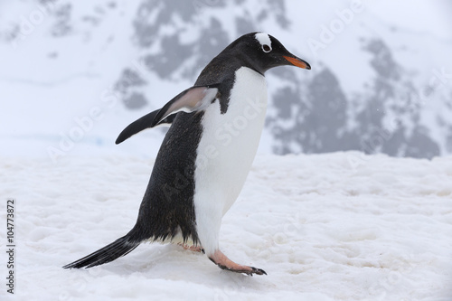 Gentoo Penguin at Paradise Harbour  Antarctica.