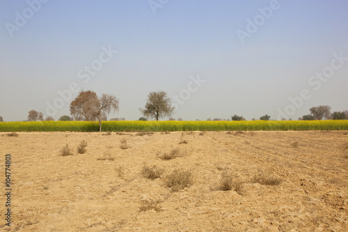punjabi agricultural scene