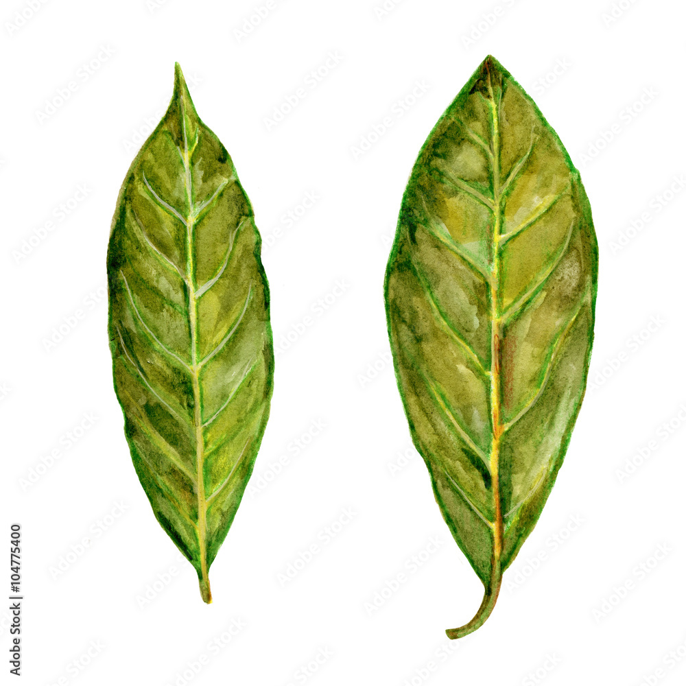 Obraz premium Bay leaf watercolor illustration on the white background